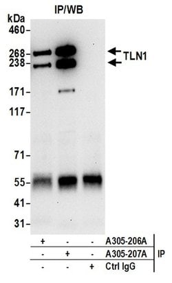 TLN1/Talin-1 Rabbit anti-Human, Mouse, Polyclonal, Bethyl Laboratories
