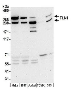 TLN1/Talin-1 Rabbit anti-Human, Mouse, Polyclonal, Bethyl Laboratories