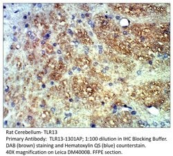TLR13 Rabbit anti-Mouse, Rat, Polyclonal, FabGennix 200 &mu;L; Unconjugated:Antibodies,