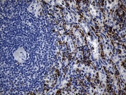 TLR8 Mouse anti-Human, Clone: OTI4F3, lyophilized, TrueMAB 100 &mu;g; Unconjugated:Antibodies,