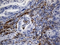 TLR8 Mouse anti-Human, Clone: OTI4F3, lyophilized, TrueMAB 100 &mu;g; Unconjugated:Antibodies,