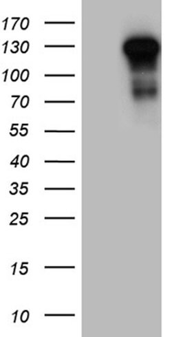 TLR8 Mouse anti-Human, Clone: OTI4F3, lyophilized, TrueMAB 100 &mu;g; Unconjugated:Antibodies,