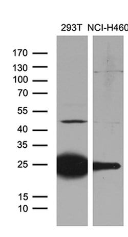 TLR8 Monoclonal Antibody (OTI3A6), TrueMAB , OriGene 30 &mu;L; Unconjugated:Antibodies,