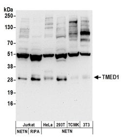 TMED1 Rabbit anti-Human, Mouse, Polyclonal, Bethyl Laboratories 100 &mu;L;