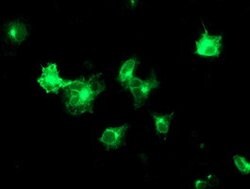TMED1 Mouse anti-Human, Clone: OTI7D2, lyophilized, TrueMAB 100 &mu;g;