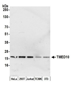 TMED10/TMP21 Rabbit anti-Human, Mouse, Polyclonal, Bethyl Laboratories