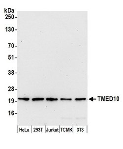 TMED10/TMP21 Polyclonal Antibody, Bethyl Laboratories 20 &mu;L; Unconjugated:Antibodies,