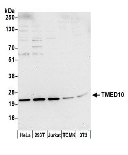 TMED10/TMP21 Polyclonal Antibody, Bethyl Laboratories:Antibodies:Primary