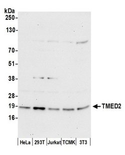 TMED2 Rabbit anti-Human, Mouse, Polyclonal, Bethyl Laboratories 100 &mu;l;