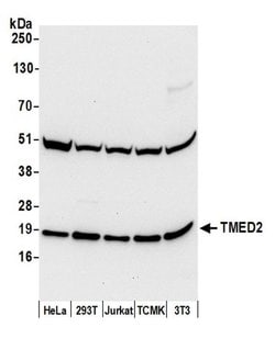 TMED2 Polyclonal Antibody, Bethyl Laboratories 20 &mu;L | Buy Online | Bethyl Laboratories, Inc | Fisher Scientific