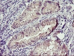 TMEFF2 Mouse anti-Human, Clone: OTI1B4, liquid, TrueMAB 100 &mu;L; Unconjugated:Antibodies,