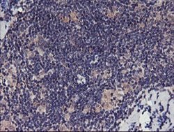 TMEFF2 Mouse anti-Human, Clone: OTI1B4, liquid, TrueMAB 100 &mu;L; Unconjugated:Antibodies,
