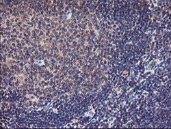 TMEFF2 Mouse anti-Human, Clone: OTI1B4, liquid, TrueMAB 100 &mu;L; Unconjugated:Antibodies,
