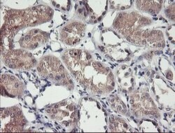 TMEFF2 Mouse anti-Human, Clone: OTI1B4, liquid, TrueMAB 100 &mu;L; Unconjugated:Antibodies,