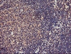 TMEFF2 Mouse anti-Human, Clone: OTI1F9, lyophilized, TrueMAB 100 &mu;g;