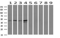 TMEFF2 Mouse anti-Human, Clone: OTI1E1, liquid, TrueMAB 30 &mu;L | Buy Online | Origene Technologies | Fisher Scientific