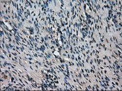 TMEM100 Mouse anti-Human, Clone: OTI2D3, lyophilized, TrueMAB 100 &mu;g;