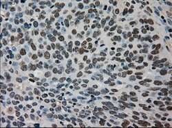 TMEM100 Mouse anti-Human, Clone: OTI2D3, lyophilized, TrueMAB 100 &mu;g;