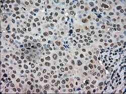 TMEM100 Mouse anti-Human, Clone: OTI2D3, liquid, TrueMAB 100 &mu;L; Unconjugated:Antibodies,