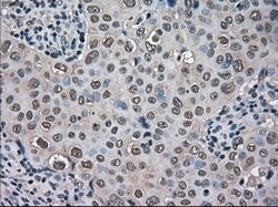 TMEM100 Mouse anti-Canine, Human, Clone: OTI1F8, lyophilized, TrueMAB 100