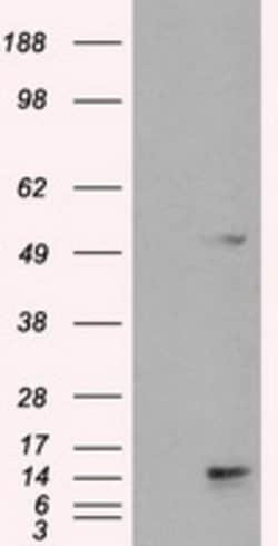 TMEM100 Mouse anti-Human, Clone: OTI2D3, lyophilized, TrueMAB 100 &mu;g;