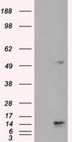 TMEM100 Mouse anti-Human, Clone: OTI2D3, liquid, TrueMAB 100 &mu;L; Unconjugated:Antibodies,