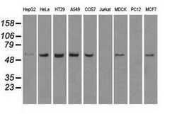TMEM100 Mouse anti-Canine, Human, Clone: OTI1F8, lyophilized, TrueMAB 100