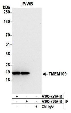 TMEM109 Polyclonal Antibody, Bethyl Laboratories 20 &mu;L | Buy Online | Bethyl Laboratories, Inc | Fisher Scientific