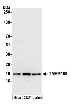 TMEM109 Polyclonal Antibody, Bethyl Laboratories 20 &mu;L | Buy Online | Bethyl Laboratories, Inc | Fisher Scientific