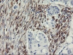 TMEM173 Monoclonal Antibody (OTI1A7), TrueMAB , OriGene 100 &mu;L; Unconjugated:Antibodies,