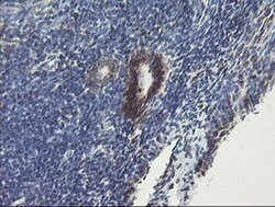 TMEM173 Monoclonal Antibody (OTI1A7), TrueMAB , OriGene 100 &mu;L; Unconjugated:Antibodies,