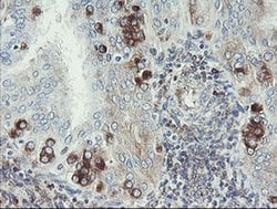 TMEM173 Monoclonal Antibody (OTI1A7), TrueMAB , OriGene 100 &mu;L; Unconjugated:Antibodies,