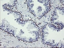 TMEM173 Monoclonal Antibody (OTI1A7), TrueMAB , OriGene 100 &mu;L; Unconjugated:Antibodies,