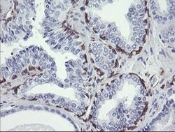 TMEM173 Monoclonal Antibody (OTI1A7), TrueMAB , OriGene 100 &mu;L; Unconjugated:Antibodies,
