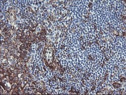 TMEM173 Monoclonal Antibody (OTI1A7), TrueMAB , OriGene 100 &mu;L; Unconjugated:Antibodies,