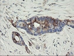 TMEM173 Monoclonal Antibody (OTI1A7), TrueMAB , OriGene 100 &mu;L; Unconjugated:Antibodies,