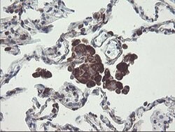 TMEM173 Monoclonal Antibody (OTI1A7), TrueMAB , OriGene 100 &mu;L; Unconjugated:Antibodies,