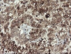 TMEM173 Monoclonal Antibody (OTI4H8), TrueMAB , OriGene:Antibodies:Primary