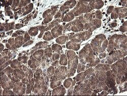 TMEM173 Monoclonal Antibody (OTI4H8), TrueMAB , OriGene 30 &mu;L; Unconjugated:Antibodies,