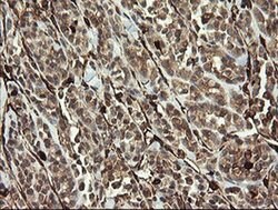 TMEM173 Monoclonal Antibody (OTI4H8), TrueMAB , OriGene 30 &mu;L; Unconjugated:Antibodies,