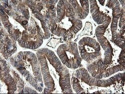 TMEM173 Monoclonal Antibody (OTI4H8), TrueMAB , OriGene 30 &mu;L; Unconjugated:Antibodies,