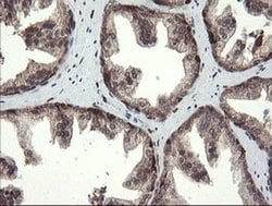 TMEM173 Monoclonal Antibody (OTI4H8), TrueMAB , OriGene 30 &mu;L; Unconjugated:Antibodies,