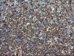 TMEM173 Monoclonal Antibody (OTI4H8), TrueMAB , OriGene 30 &mu;L; Unconjugated:Antibodies,