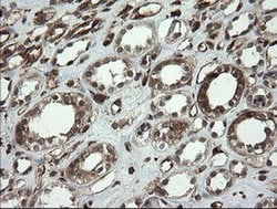 TMEM173 Monoclonal Antibody (OTI4H8), TrueMAB , OriGene:Antibodies:Primary