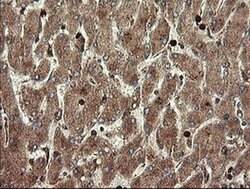 TMEM173 Monoclonal Antibody (OTI4H8), TrueMAB , OriGene 30 &mu;L; Unconjugated:Antibodies,