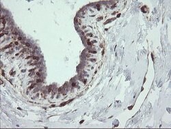 TMEM173 Mouse anti-Human, Clone: OTI4E12, liquid, TrueMAB 100 &mu;L; Unconjugated:Antibodies,