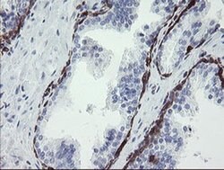 TMEM173 Mouse anti-Human, Clone: OTI4E12, liquid, TrueMAB 100 &mu;L; Unconjugated:Antibodies,