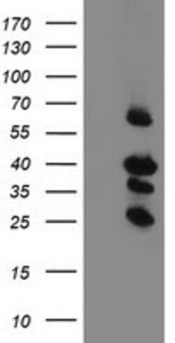 TMEM173 Mouse anti-Human, Clone: OTI1A3, lyophilized, TrueMAB 100 &mu;g | Buy Online | Origene Technologies | Fisher Scientific