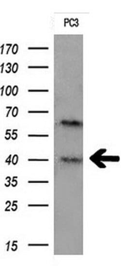 TMEM173 Mouse anti-Human, Clone: OTI1A3, lyophilized, TrueMAB 100 &mu;g | Buy Online | Origene Technologies | Fisher Scientific