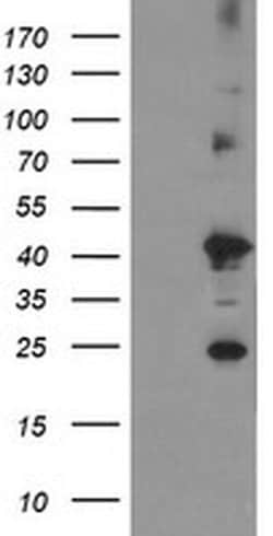 TMEM173 Monoclonal Antibody (OTI1A7), TrueMAB , OriGene 100 &mu;L; Unconjugated:Antibodies,